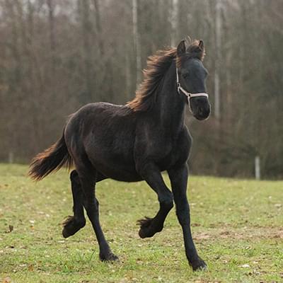 czarny koń na tle drzew chodzi po trawie